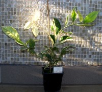 limon variegata 22.8.2011 40cm – kopie.JPG