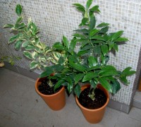fortunella japonica a arancio variegata – kopie.JPG
