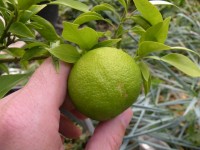 citrus Yuzu s.jpg