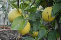 Lemon Fino (2).jpg